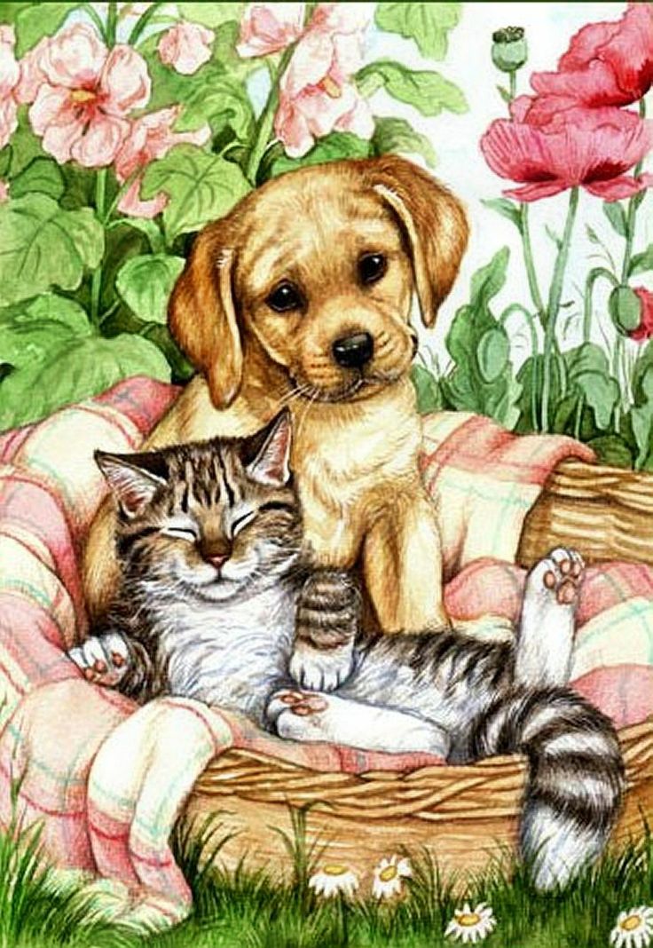 Video Dessin Cat Dog Facile Video Dessin Cat Dog Facile
