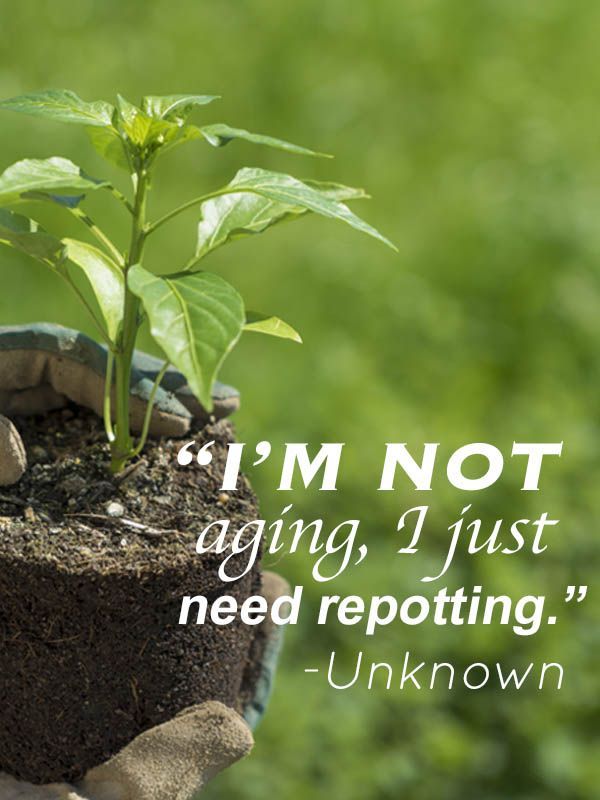 Flowering Wisdom Gardening Quotes Funny Garden Quotes