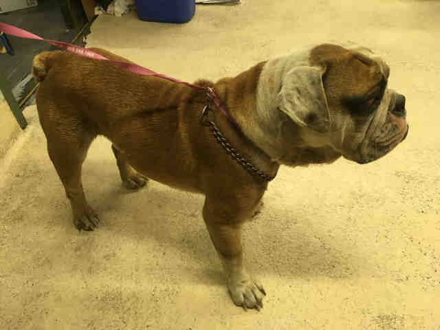 Wookiee Wookie Animal Shelter Pets
