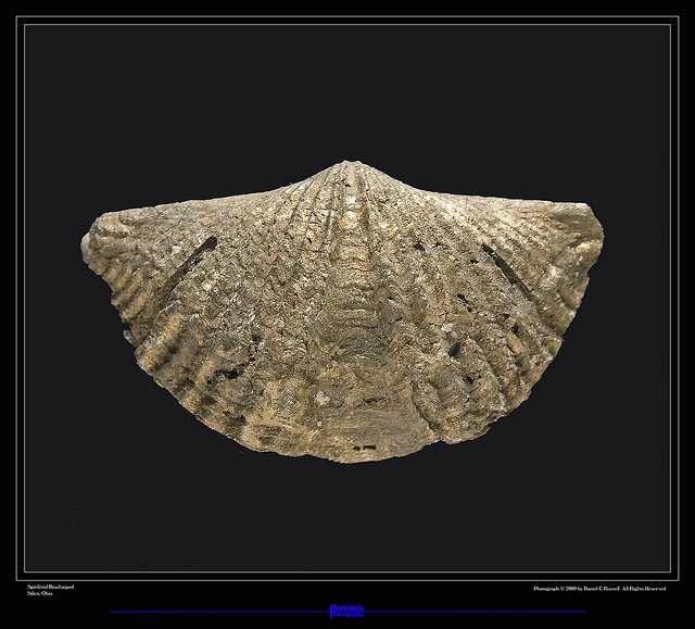 Under Ohio The Story of Ohios Rocks and Fossils