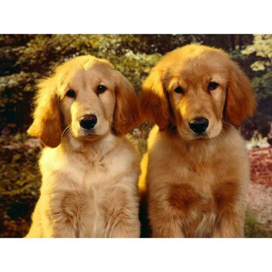 golden retriever rescue scotland 20 best guisachan gathering and house images on golden retriever rescue scotland 20 best guisachan gathering and house images on