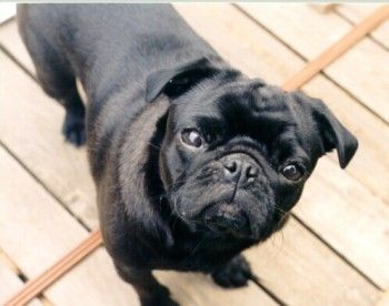 pug names and meanings best 25 pug names ideas on pugs pug puppies and black pug pug names and meanings best 25 pug names ideas on pugs pug puppies and black pug