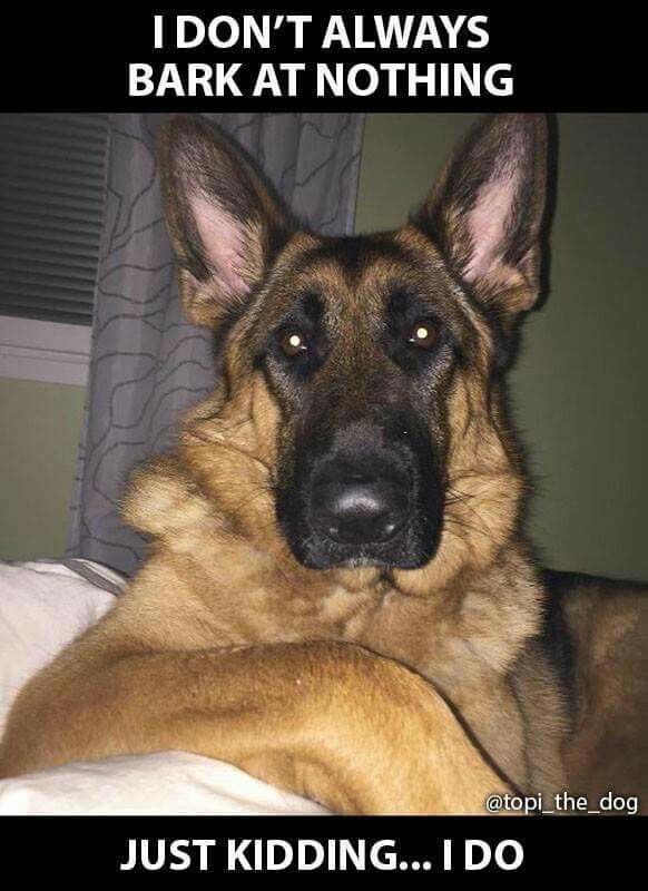 German Shepherd Choosing Feeding Socializing Grooming