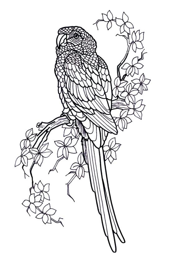 Perroquet A Colorier Inspirant Photos 41 Dessins De Coloriage Perroquet A Imprimer Coloriage Perroquet Coloriage Mandala Animaux Coloriage Perroquet A Colorier Inspirant Photos 41 Dessins De Coloriage Perroquet A Imprimer Coloriage Perroquet Coloriage Mandala Animaux Coloriage