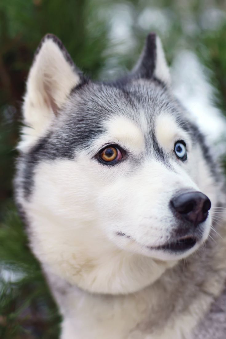 You Know Husky Wolf Husky Siberian Husky Dog