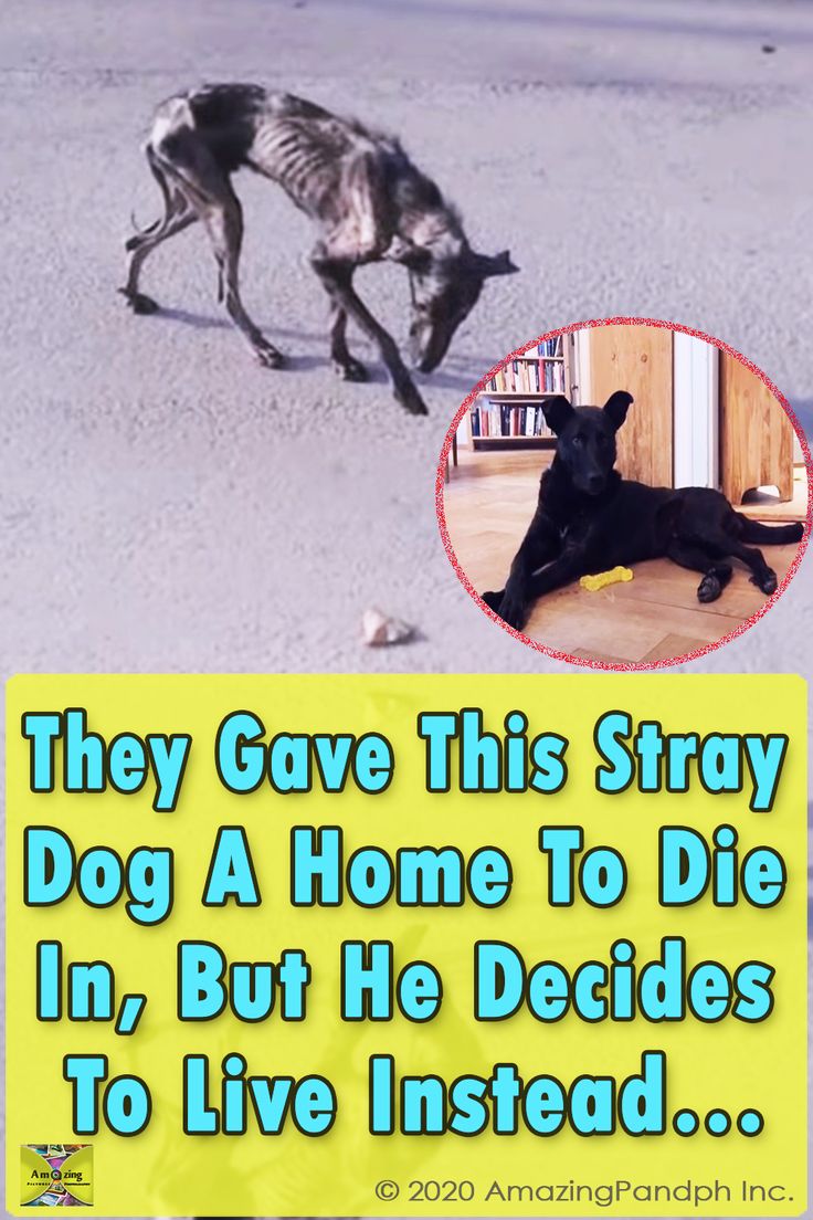 This Is One Of The Most Unbelievable Rescue Stories You Will Ever See This Is One Of The Most Unbelievable Rescue Stories You Will Ever See