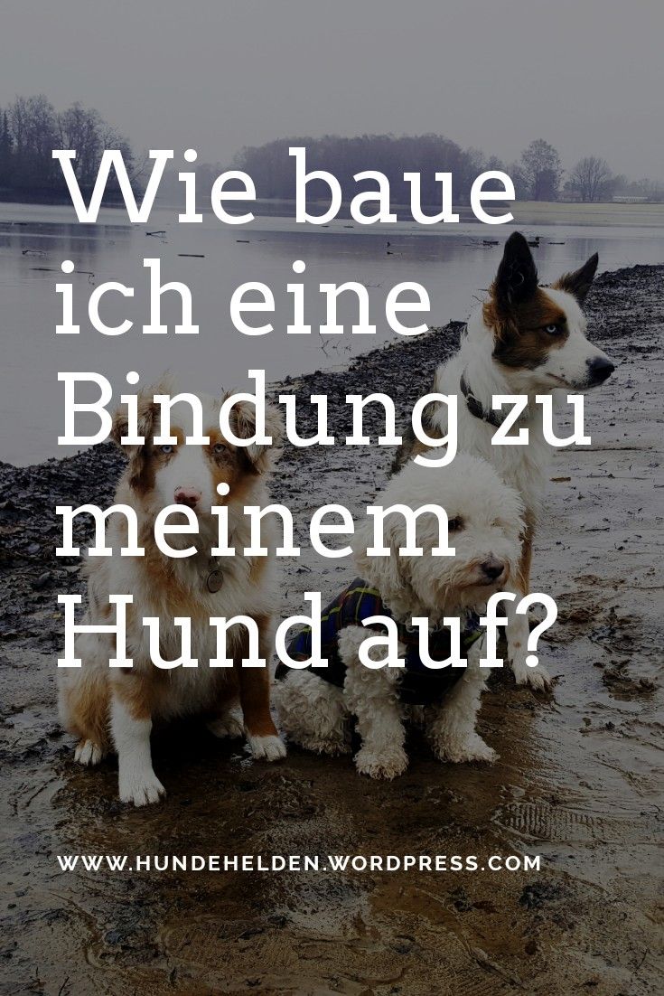 Wie baue ich eine Bindung zu meinem Hund auf? Hunde, Hundetraining