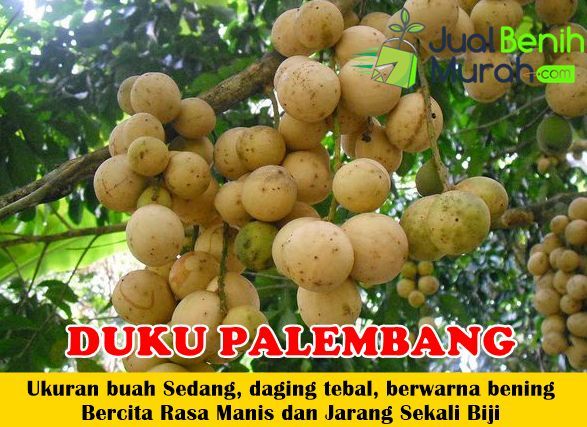 Pin Di Jual Benih