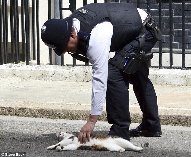 Surely It Can T Be That Bad In Number 10 Larry The Cat Lies Down In Front Of Downing Street Traffic C Is For Cat Cats Dog Cat