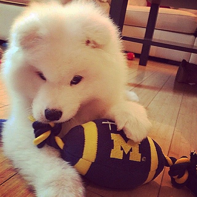 Stressed with finals This UMich puppy is here to cheer