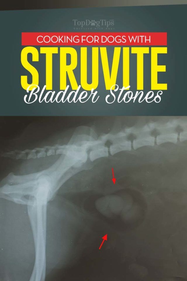 Guidelines And Diet For Dogs With Struvite Stones Make Dog Food