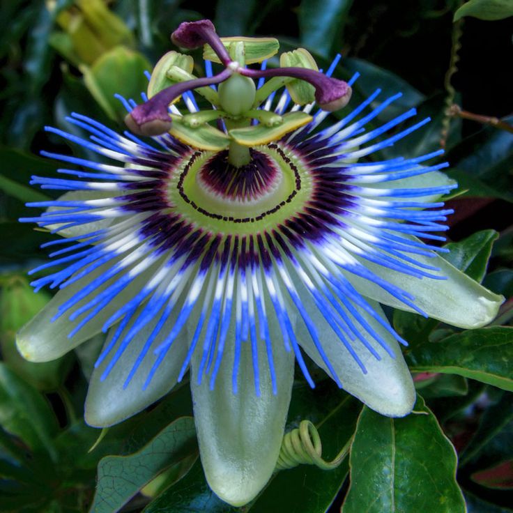 99 Best Vines In The Philippines Images On Pinterest Find This Pin And More On Vines In The Philippines Pion Flower