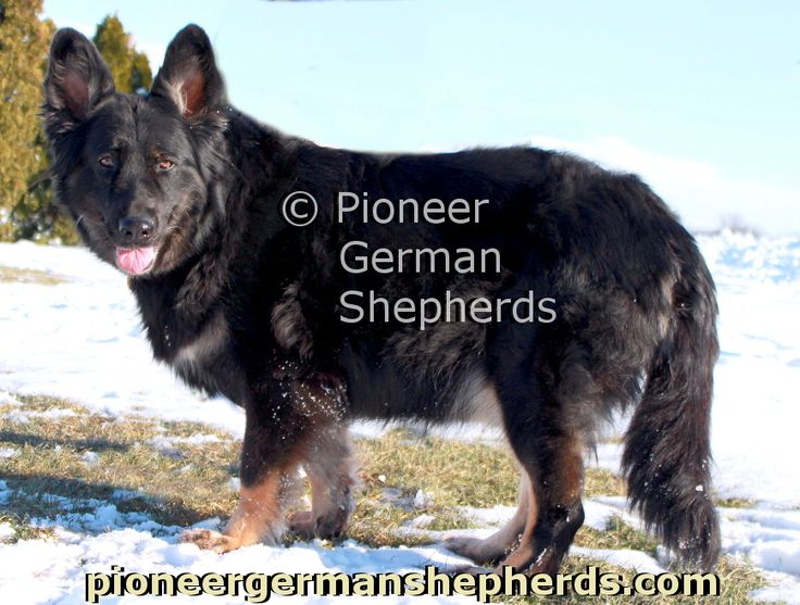 Best Dog Food For German Shepherds Australia Best Dog Food For German Shepherds Australia