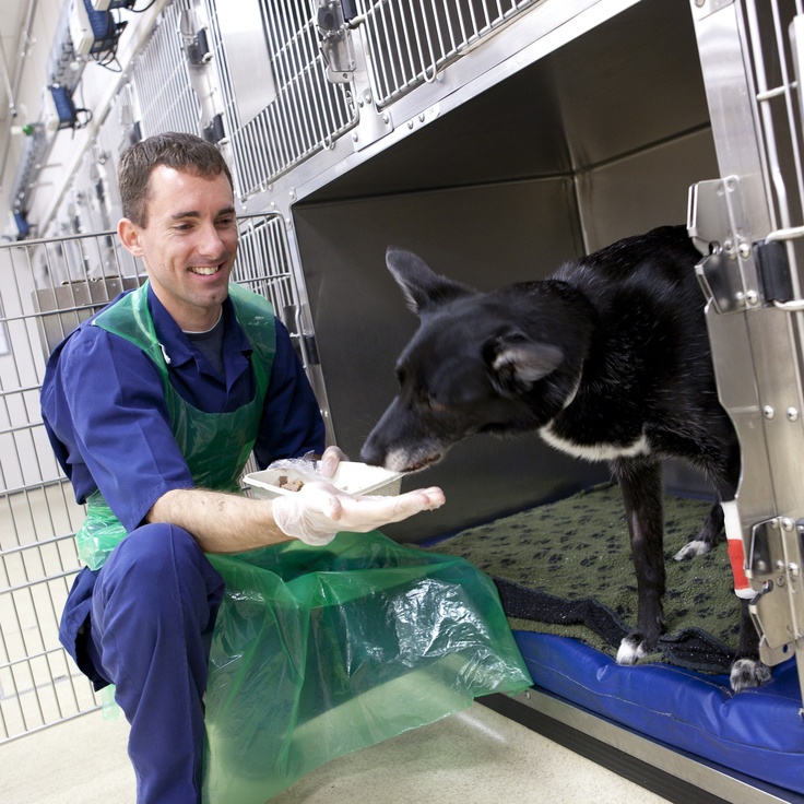 167 best REGISTERED VETERINARY NURSE images on Pinterest Being a - veterinarian job description 167 best REGISTERED VETERINARY NURSE images on Pinterest Being a - veterinarian job description