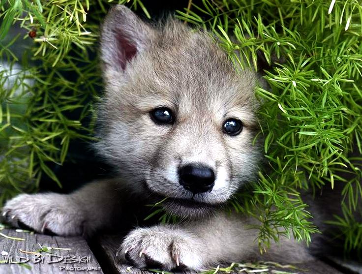 baby wolf baby wolf
