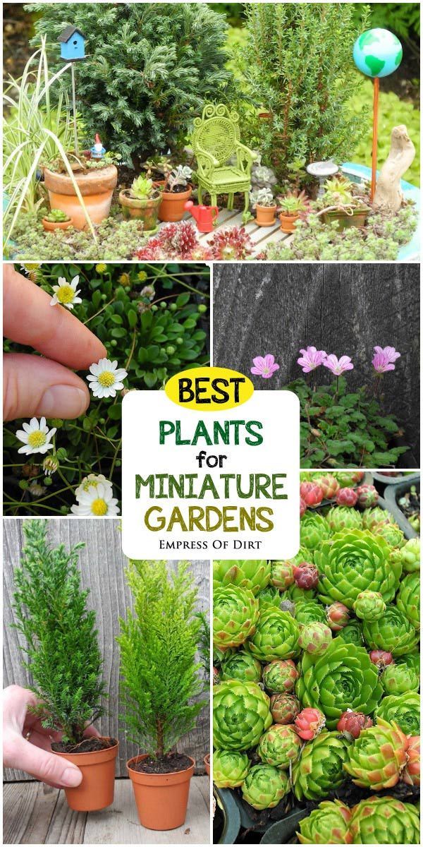 Best Living Plants For Miniature Gardens Resource Guide Fairy Garden Fairy Garden Plants, Best Plants And Flowers For A Fairy Garden