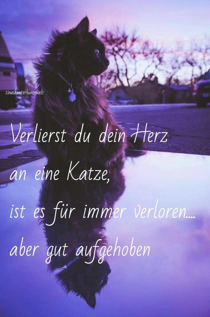 Verlierst du dein Herz an eine Katze ist es für immer verloren aber gut aufgehoben Verlierst du dein Herz an eine Katze ist es für immer verloren aber gut aufgehoben