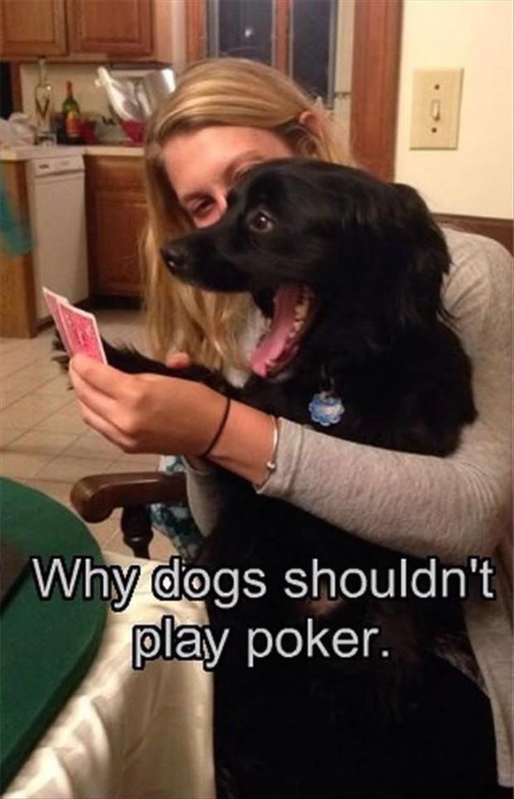 1968 best dog funny images on pinterest funny animals, funny 23edd799a0da3a27695f1f801e0cda7d funny animals cute bad animals 1968 best dog funny images on pinterest funny animals, funny