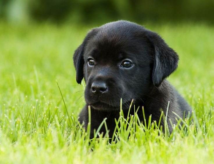 Black labrador puppy on the grass by Bankita Bond on 500px