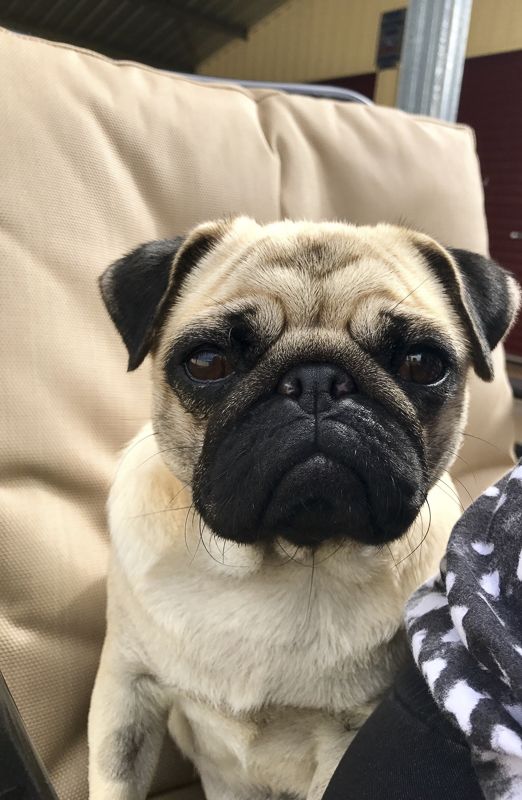 pug rescue australia best 25 pug rescue ideas on pug puppies pugs and pug rescue near me pug rescue australia best 25 pug rescue ideas on pug puppies pugs and pug rescue near me