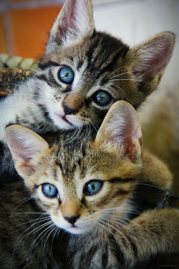 Kittens How Adorable Are These Cats 子猫 可愛い猫 猫 カフェ Kittens How Adorable Are These Cats 子猫 可愛い猫 猫 カフェ
