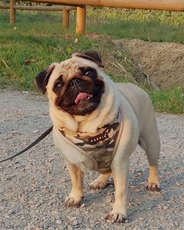 Snuggles Dog Mommy Pug Dog Baby Pug Dog