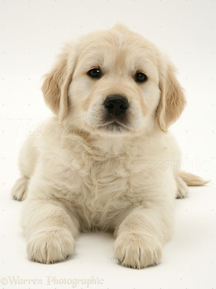 White Golden Retriever Puppies Retriever Puppy Dogs Golden