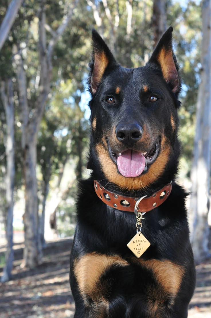 australian shepherd zucht bayern 70 best beauceron images on pinterest dogs animals and dog breeds australian shepherd zucht bayern 70 best beauceron images on pinterest dogs animals and dog breeds