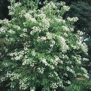 83 Best Heptacodium Images On Pinterest Seven Sons Flower Tree Heptacodium Miconioides Beautiful Sweetly Fragrant Cascades Of Sparkling