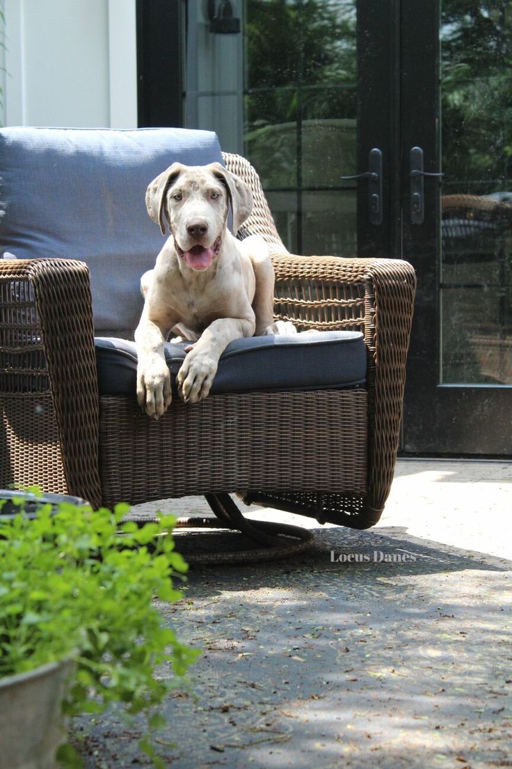 Polly Lilac Merle Great Dane From Locus Danes Great Dane Dogs