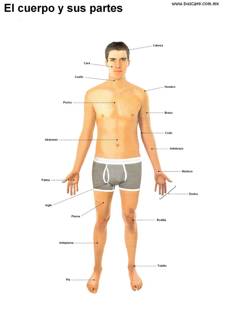 Pin en Anatomía Humana. Human anatomy. Pin en Anatomía Humana. Human anatomy.