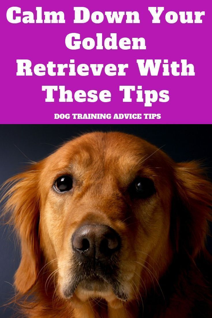 5 Best Frisbee Dog Breeds Of 2018 Dogs Golden Retriever Dogs