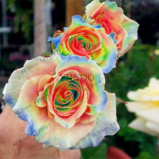 Rare Climbing Shed Rose Bonsai Perennial Flowers Garden Decoration 50Pcs
