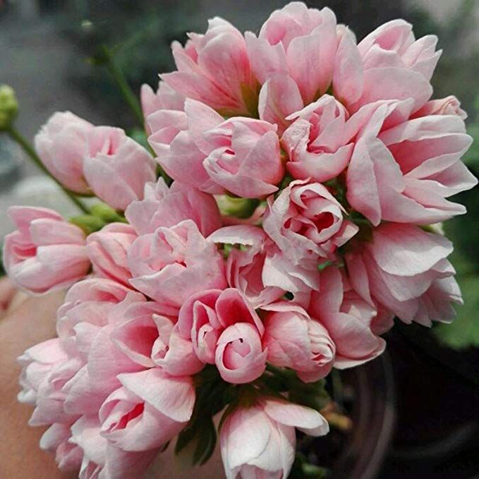 Geranium Pelargonium Hortorum Seeds Plants Flower Fresh 10pcs//lot