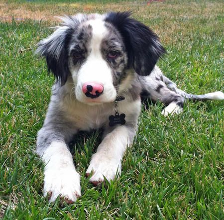 australian shepherd puppy names best 25 australian shepherd names ideas on aussie shepherd australian australian shepherd puppy names best 25 australian shepherd names ideas on aussie shepherd australian