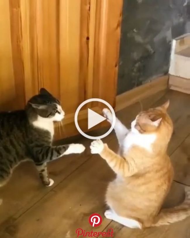 A Fierce Battle Of Two Cats Lol Funny Pinterest Cats Funny Cats And Kittens A Fierce Battle Of Two Cats Lol Funny Caes Fofos Amo Animais Animais A Fierce Battle Of Two Cats Lol Funny Pinterest Cats Funny Cats And Kittens A Fierce Battle Of Two Cats Lol Funny Caes Fofos Amo Animais Animais