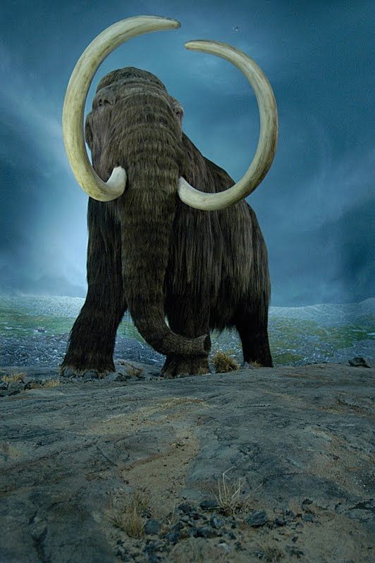 Should extinct animals be brought back to life essay