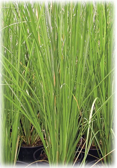 vetiver vetiveria zizanoides vetiver is a tufted practice social work