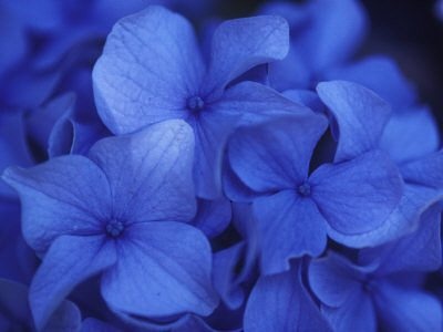259 Best Floriography Language Of Flowers Images On 259 Best Floriography Language Of Flowers Images On Pinterest