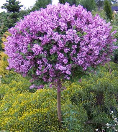 Best 25 Dwarf Flowering Trees Ideas On Pinterest Landscaping Korean Lilac Flowering Tree 1 We Are Looking To Plant Together During Our Wedding