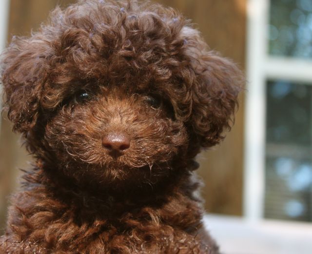 chocolate labradoodle puppies best 25 chocolate labradoodle ideas on labradoodle puppies chocolate chocolate labradoodle puppies best 25 chocolate labradoodle ideas on labradoodle puppies chocolate