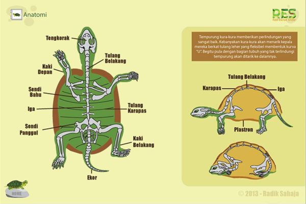 Pin on Turtle