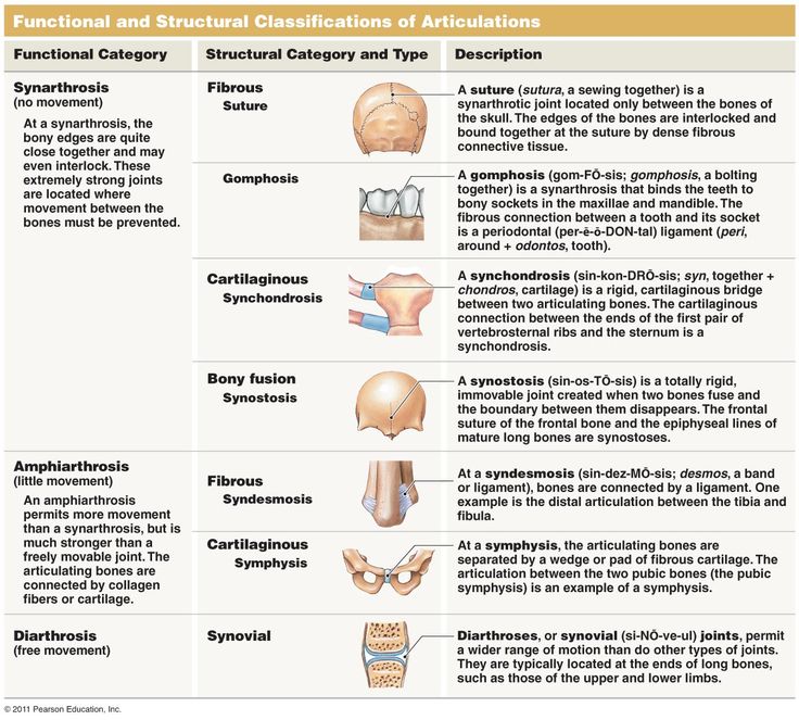 26 best Anatomy images on Pinterest Anatomy, Anatomy reference - histology assistant sample resume 26 best Anatomy images on Pinterest Anatomy, Anatomy reference - histology assistant sample resume