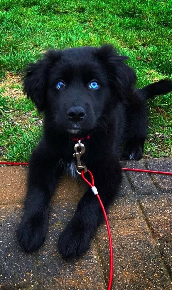 Half Golden Retriever Quarter Husky Quarter Boxer And 100