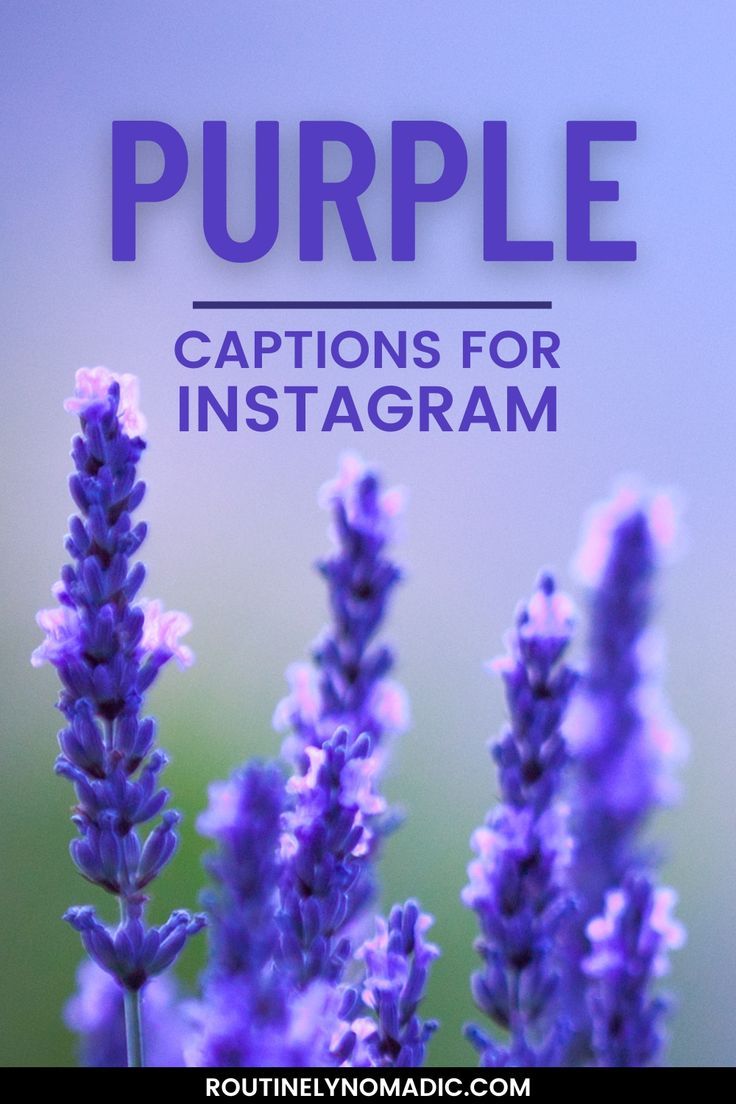 Flowers With Words Purple Captions For Instagram Purple Quotes Color flowers-with-words-purple-captions-for-instagram-purple-quotes-color