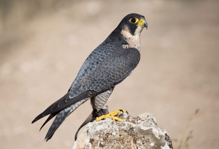 Halcón Peregrino Halcon Peregrino Peregrino