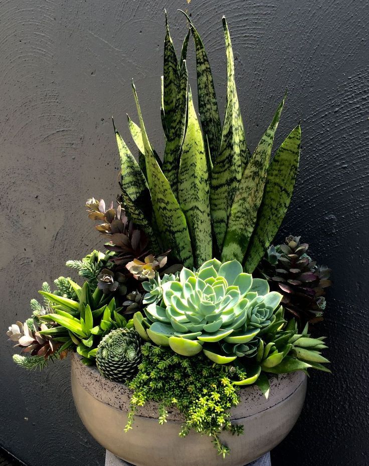 a beautiful succulents and Plants together