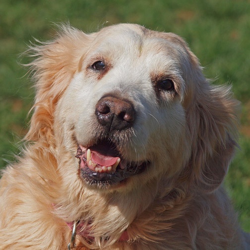 Senior Dog Rescue In Delaware Senior Dog Rescue In Delaware