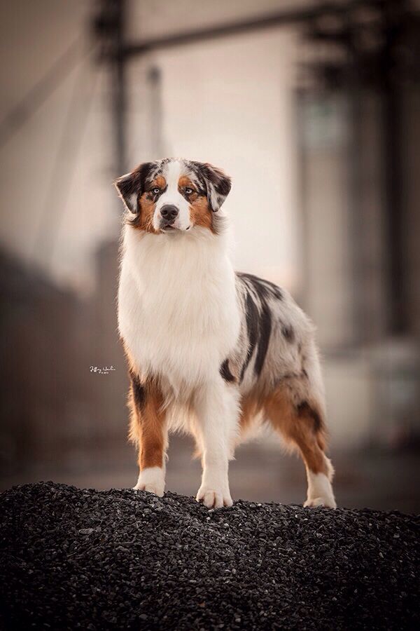 rockin b miniature australian shepherd 4820 best dogs images on pinterest animals dogs and aussie dogs rockin b miniature australian shepherd 4820 best dogs images on pinterest animals dogs and aussie dogs