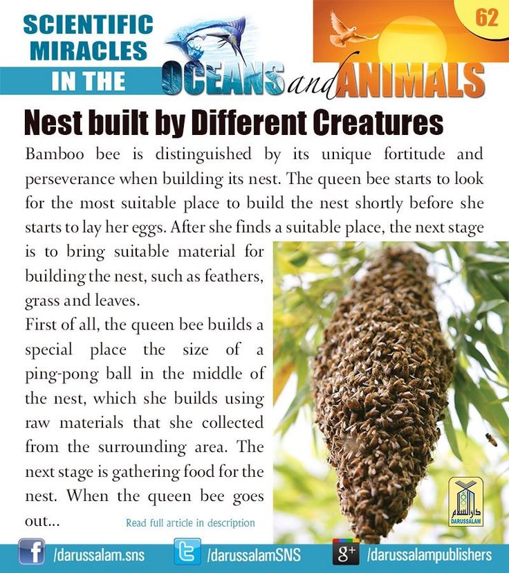islam and science facts pdf